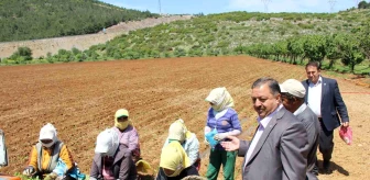 Muğla, Türk ekonomisine turizm ve tarım ile katkı sağlıyor