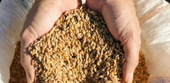 Buğday Üreticileri, TMO'nun Taban Fiyatını Bekliyor