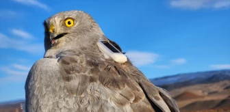 Iğdır'da Göçmen Kuşların Uydudan İzlenmesi