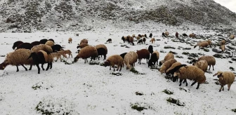 Bitlis'te Mayıs Ayında Kar Yağışı Hayvan Besicilerini Zor Durumda Bıraktı