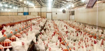 Türkiye'de tavuk üretimi arttı