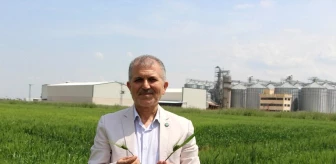 Mardin Ovasında Buğday Verimi Artacak