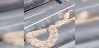Çanakkale'de su boruları içinden zehirli engerek yılanı çıktı