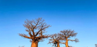 Antik Baobab Ağaçlarının Kökeni Çözüldü
