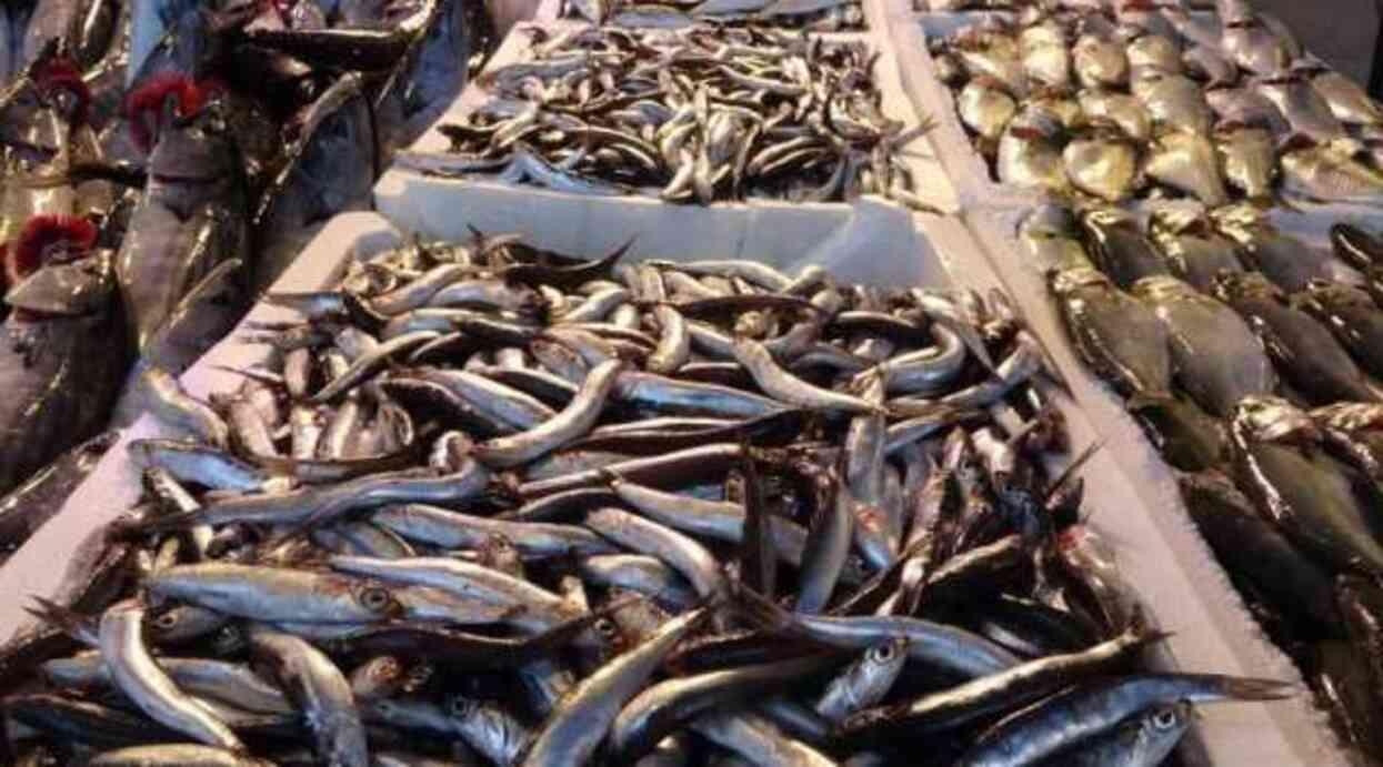 Dip balığı mı yüzey balığı mı? Hangisi daha sağlıklı?