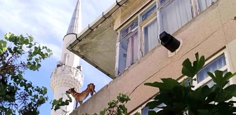 Kadıköy'de Bakımsız Köpeklerin Balkon Macerası