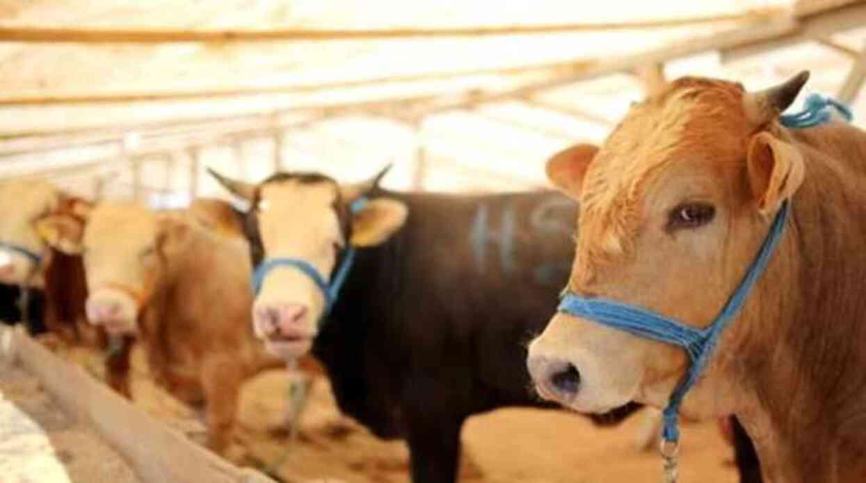 Kurbanlık koç kaç kilo olmali? Kurbanın kilosu önemli mi?