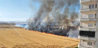 Nusaybin'de 250 dönüm buğday tarlası yangında küle döndü