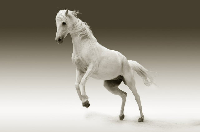 Rüyada at görmek ne anlama gelir? Rüyada koşan at görmek nedir? Rüyada kahverengi ve beyaz at görmek ne demek?
