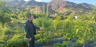 Sason Belediye Başkanı İrfan Demir, doludan etkilenen çilek tarlalarını gezdi