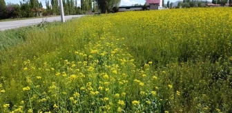 Afyonkarahisar'ın Şuhut ilçesinde yetişen lenox bitkisi büyümeye başladı