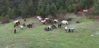 Yaban atları yavruları ile görüntülendi