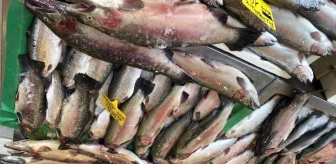 Beylikdüzü'nde Karadeniz Alası Somon Balığı'nın fiyatı düştü