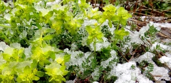 Kars'ın Sarıkamış ilçesinde kar yağışı etkili oldu
