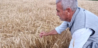 Hatay'da Kuvvetli Yağış Buğday Hasadına Zarar Verdi