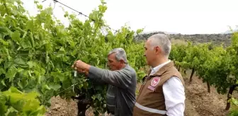 Manisa'da Kahverengi Kokarca Zararlısına Karşı Biyolojik Mücadele