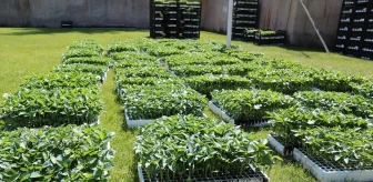 Afşin'de Tarım Arazilerinin Kullanımının Etkinleştirilmesi Projesi kapsamında 500 bin sebze fidesi dağıtıldı