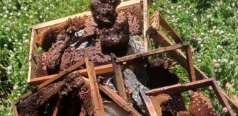 Ayılar Tütünlü köyünde arı kovanlarını kırdı, binlerce arı telef oldu