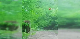 Boz ayının orman gezintisi fotokapana yansıdı