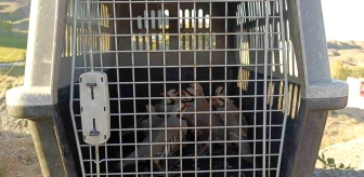 Van'ın Gürpınar ilçesinde 11 adet canlı keklik yakalandı