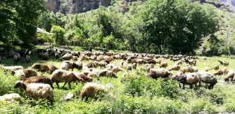 Hakkari'de koyun yüklü tır devrildi, onlarca hayvan telef oldu