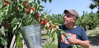 Hamile Kızının Yediği Kiraz İçin Helallik İstendi