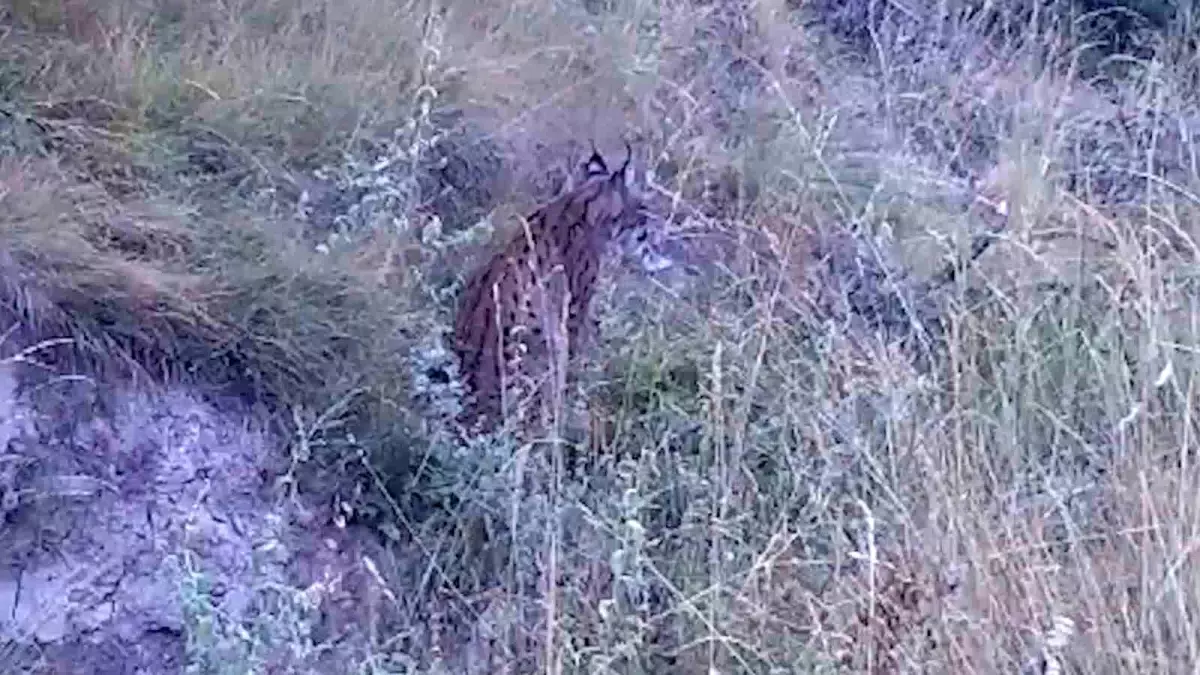 Kırıkkale'de Yaban Hayvanları Fotokapanlarla Takip Ediliyor
