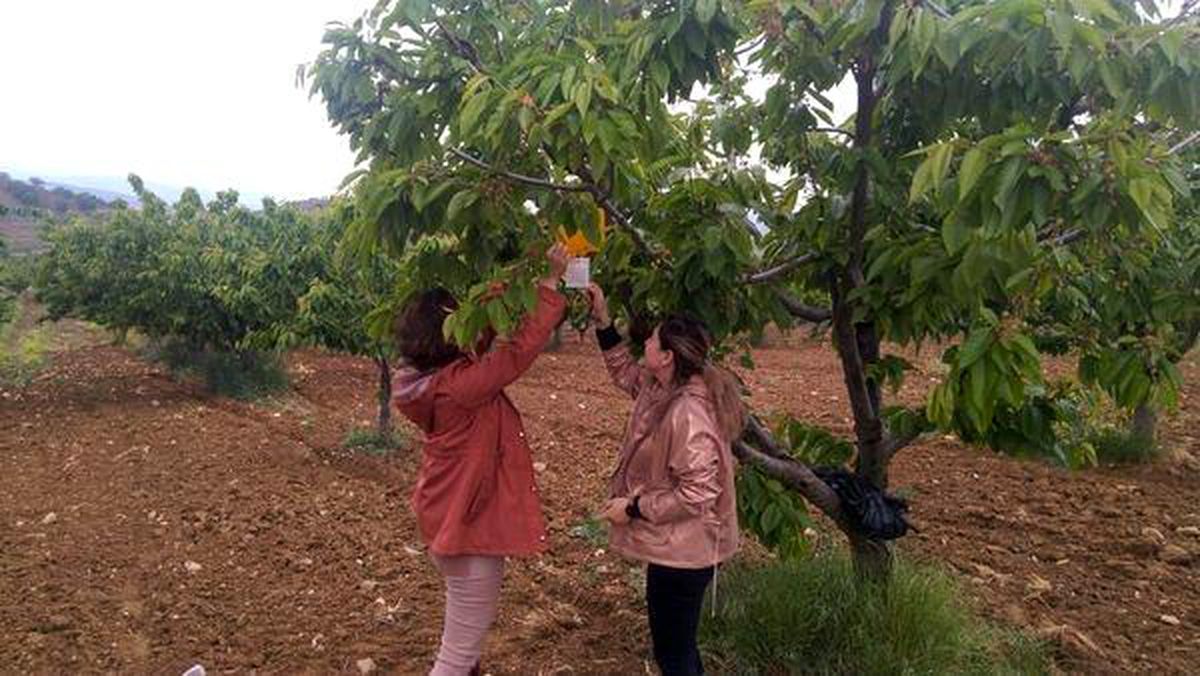 Bilecik'te Üreticilere Kiraz Sineği Uyarısı