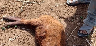 Suruç'ta başıboş köpeklerin saldırısı: 1 keçi telef oldu, 1 keçi ve 2 koyun yaralandı