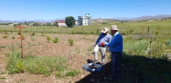 Diyarbakır'da örtü altı üzüm yetiştiriciliği başladı