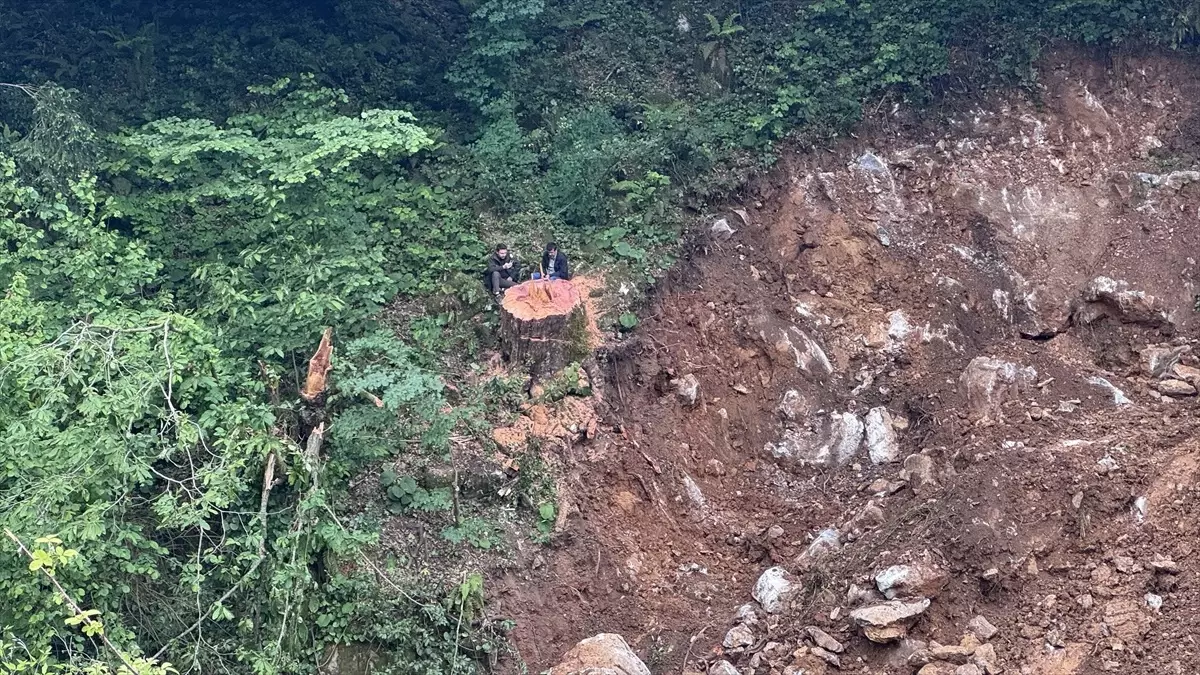 Zonguldak'ta 1183 yaşındaki porsuk ağacı kesildi