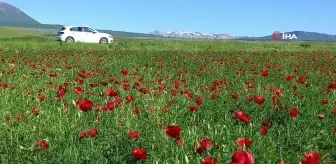 Bitlis'te gelincik çiçeği görsel şölen sunuyor