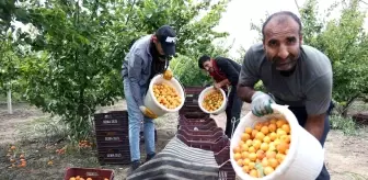 Hatay'da Kayısı Hasadı Başladı