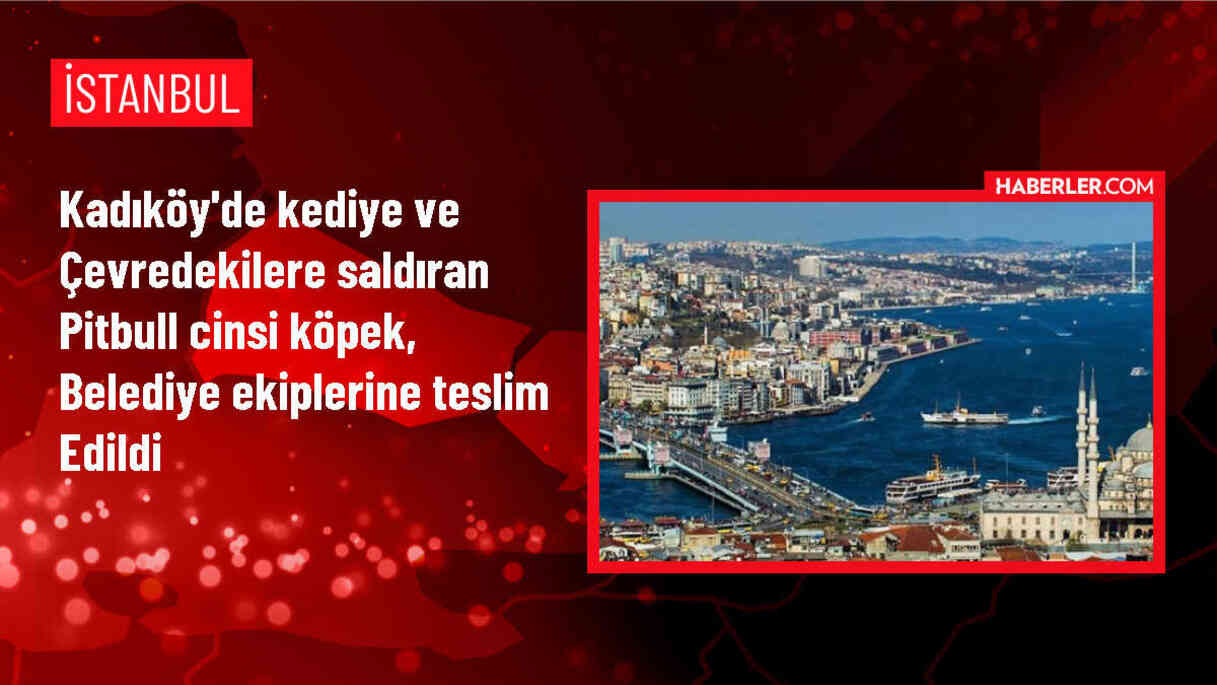 Kadıköy'de Pitbull Cinsi Köpek Saldırısı