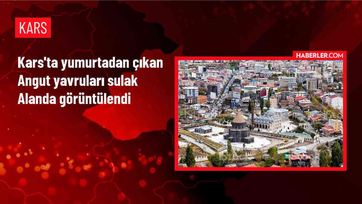 Kars'ta Yumurtadan Çıkan Angut Yavruları Sulak Alanda Görüntülendi