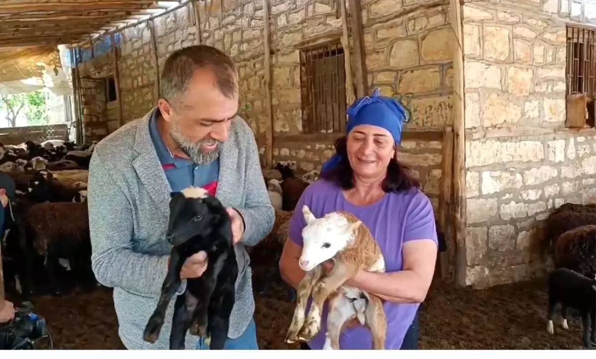 Malatya'da Kadın Girişimci 20 Yılda 2 Bin Hayvan Yetiştirip Satarak İşinin Patronu Oldu