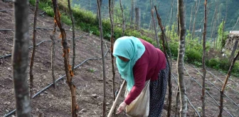 Sakarya'nın Hendek ilçesinde vatandaşlar tarlalarında mahsuller üretiyor