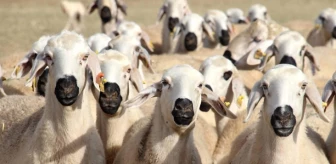 Denizli'de şap hastalığı nedeniyle 20 mahalleye hayvan giriş çıkışı yasaklandı