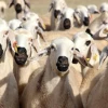 دنيزليدي شلل الماشية يمنع دخول وخروج الحيوانات إلى 20 حيًا