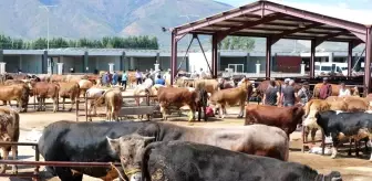 Erzincan Tarım ve Orman İl Müdürlüğü Kurbanlık Hayvan Alımında Dikkat Edilmesi Gerekenleri Açıkladı