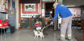 Erzincan'da Oto Tamircisine Gelen Kedi Her Gün Fırçayla Kaşıtılıyor