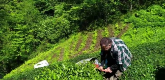 Rize'de çay üreticileri ve esnaf, yaş çay alım fiyatını protesto edecek