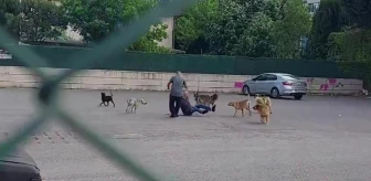 Yaşlı adam, sokak ortasında 10 köpeğin saldırısına uğradı