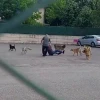 الرجل العجوز يتعرض لهجوم 10 كلاب في وسط الشارع