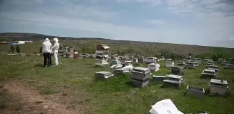 Yozgat'ta gezginci arıcı sayısında büyük düşüş yaşandı