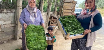 Alaşehir'de Asma Yaprağı Üretimi İhracatta Dikkat Çekiyor
