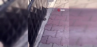 Ankara'da sokaktaki yılan paniğe neden oldu