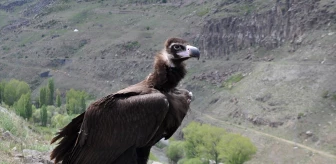Kara akbaba ve bozkır kartalı Kars'ta doğaya bırakıldı