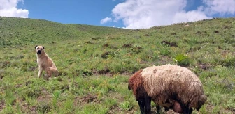 Erzurum'da kayıp çoban köpeği, doğum yapan koyunla bulundu