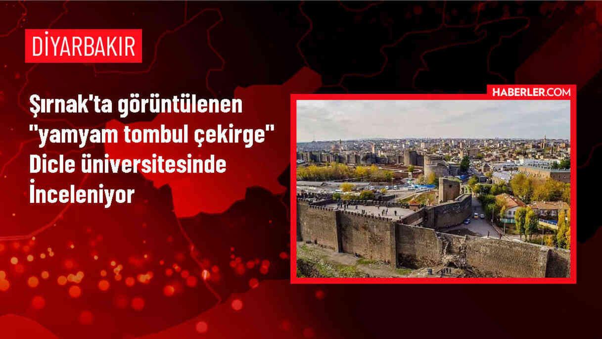 Şırnak Kırsalında Nadir Görülen Yamyam Tombul Çekirgeler